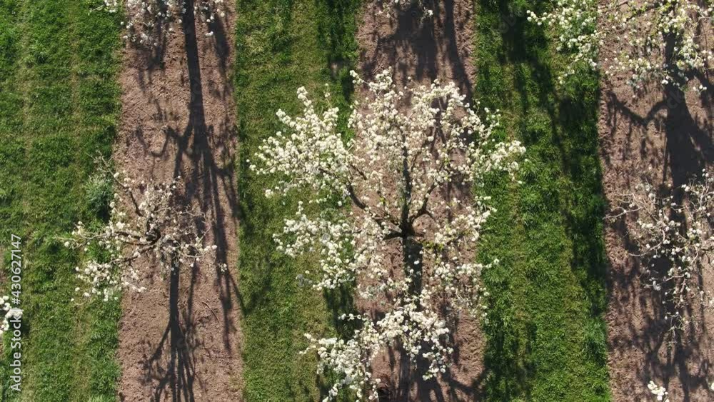 Apple Orchard Blossoms in Spring Hood River County, Oregon Drone Aerial View Apple Orchard Blossoms in Spring Hood River County, Oregon Drone Aerial View