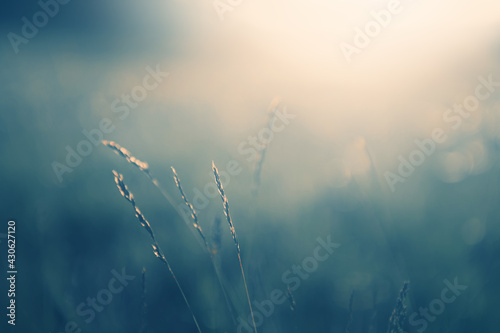 Green grass in the forest at sunset. Macro image, shallow depth of field. Blurred nature background, vintage filter. Summer landscape