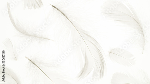 Feather pattern concept. Multicoloured pastel angel feather closeup texture on white background in macro photography  soft focus. Elegant expressive artistic image fragility of nature. Copy space.