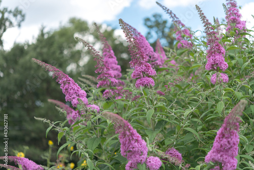 pink buddleja (lamiales, scrophulariaceae) shrub - overcast sky photo