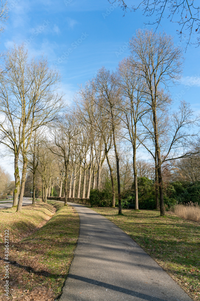 Tall trees lining bicycle lane in Loenen in The Netherlands