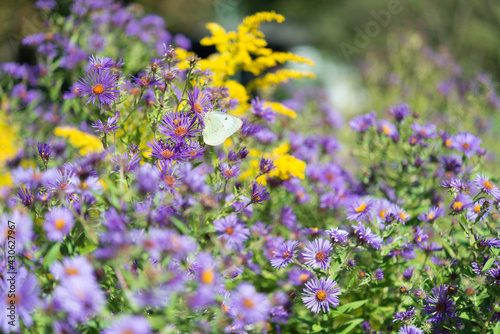 butterfly on symphyotrichum novi-belgii  the New York aster and goldenrod in a garden