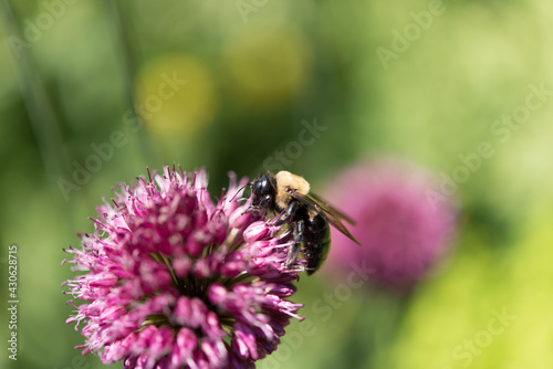 purple allium flower with a bumble-bee, on a mostly green bokeh background