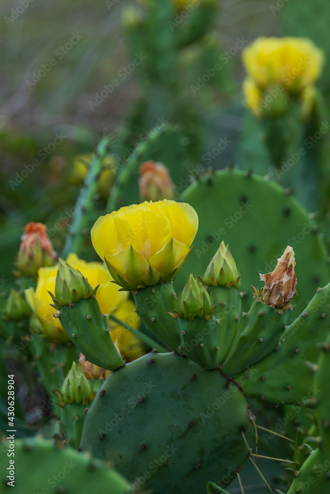 Prickly Pear cactus with yellow flowers, close-up
