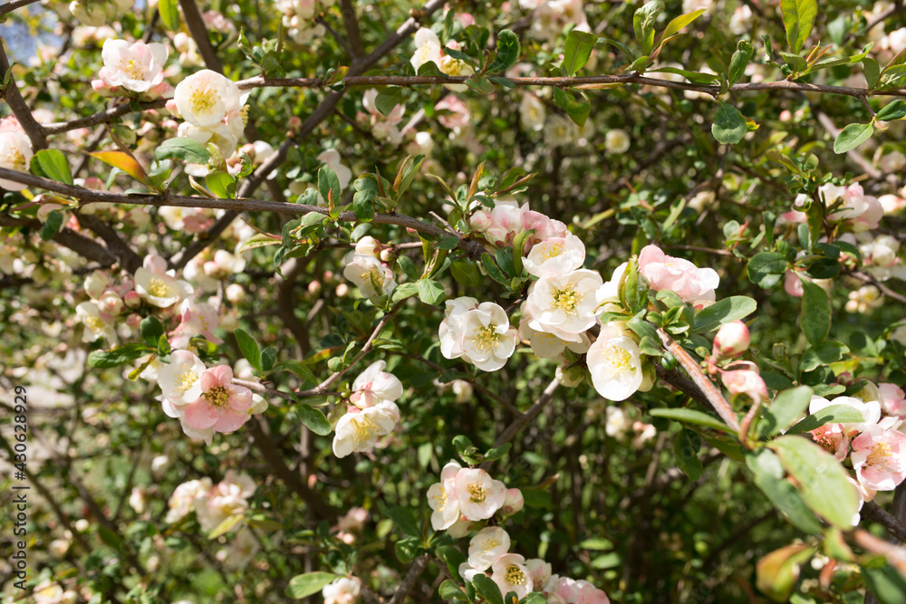 Fototapeta premium pink-rose and white chaenomeles in a garden