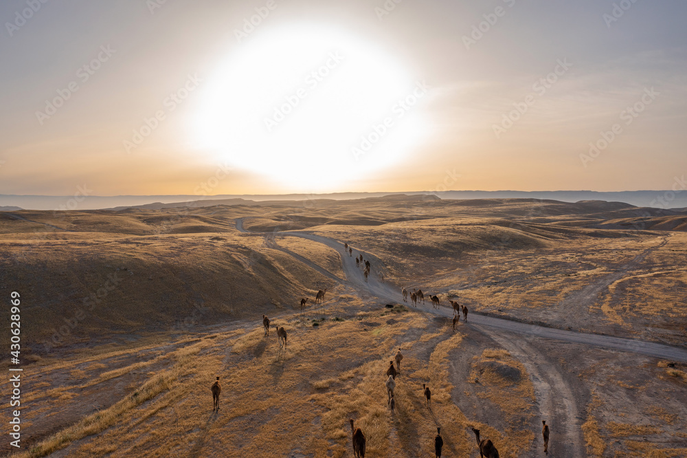 Camel Caravan crossing a desert landscape at sunrise, Aerial view.