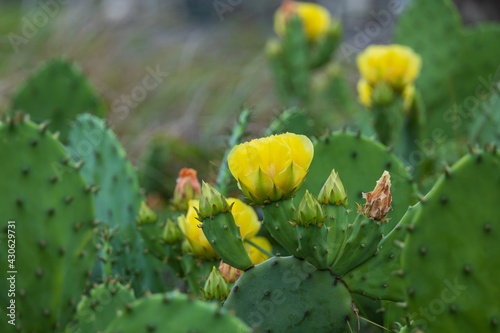 Prickly Pear cactus with yellow flowers, close-up © Martina
