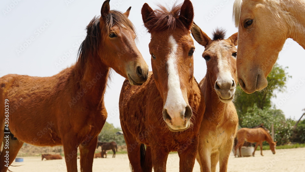 a friendship with rescued ponies and a mule