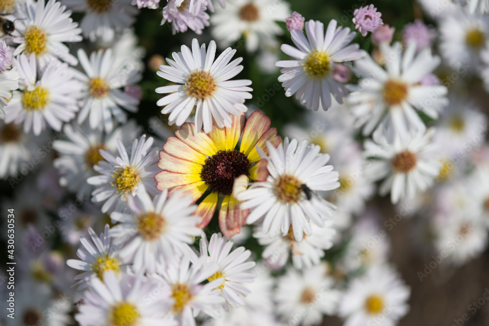 field of white new york asters (or Michaelmas daisies) close up field of white new york asters (or Michaelmas daisies) close up