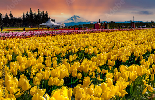 Woodburn, Oregon - 4-12-2021: colorful tulip field, a vintage tractor and Mt Hood at sunrise near Woodburn, Oregon