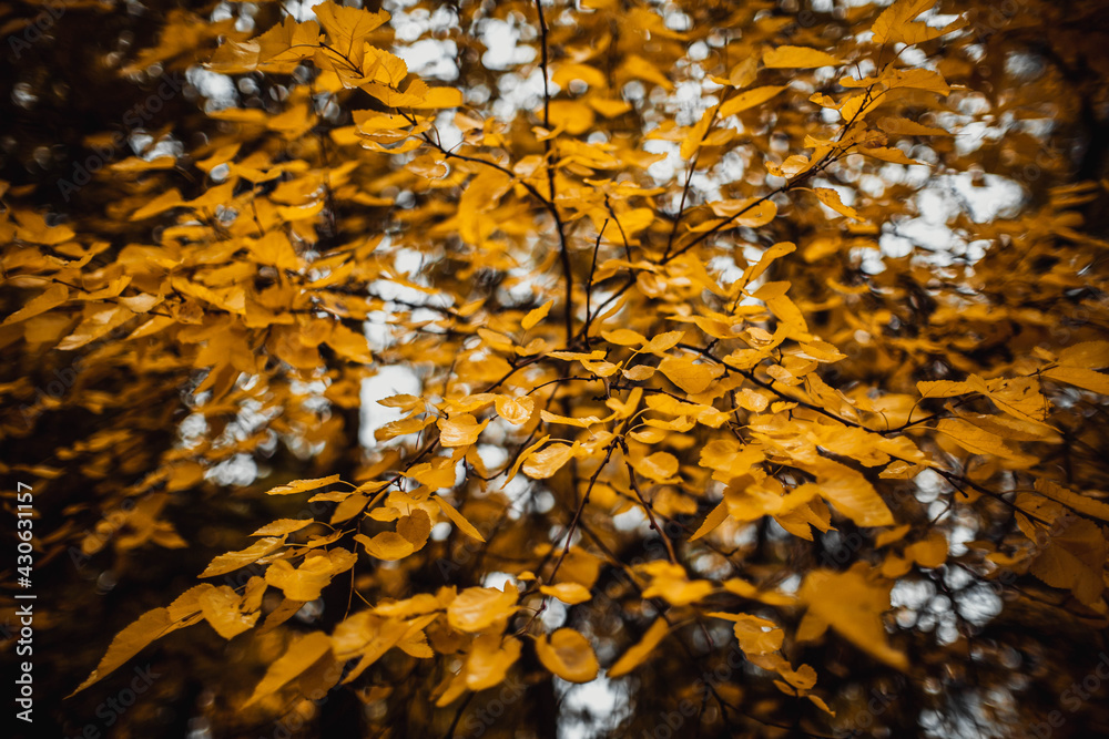 Bright yellow autumn pear tree leaves background. Bright yellow autumn pear tree leaves background.
