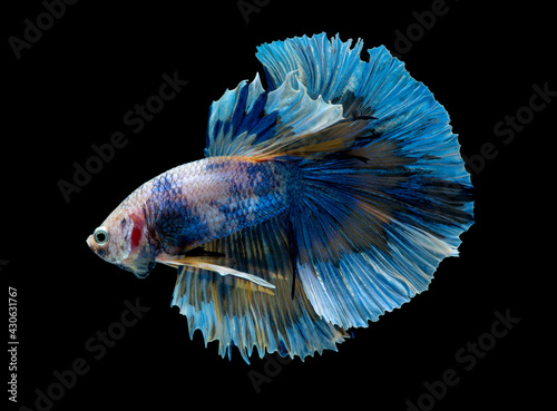 Colorful with main color of blue and pink betta fish, Siamese fighting fish was isolated on black background. © narong