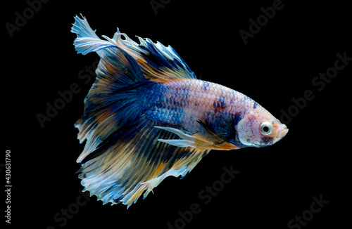 Colorful with main color of blue, yellow and pink betta fish, Siamese fighting fish was isolated on black background. Fish also action of turn head in the right during swim.