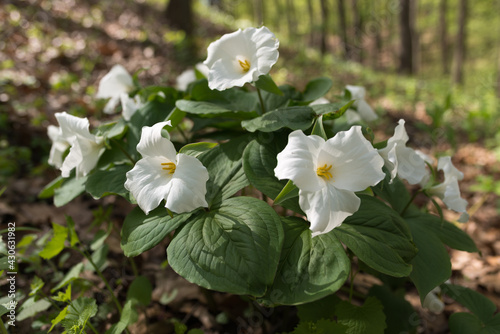 Fototapeta Naklejka Na Ścianę i Meble -  cluster of white trillium (melanthiaceae) flowers backlit growing on the side of a ravine