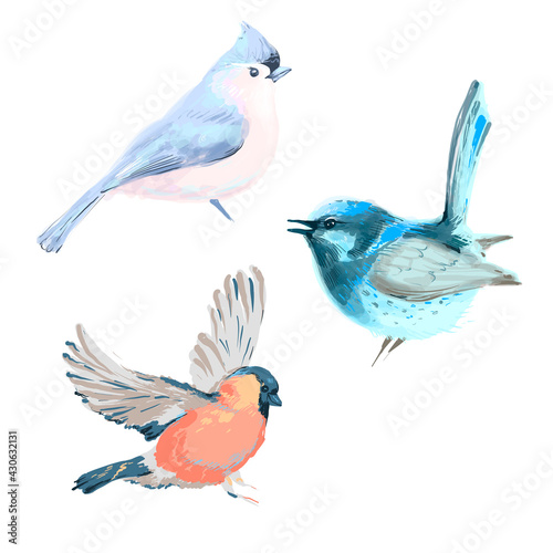Vector illustration of three different birds isolated on white