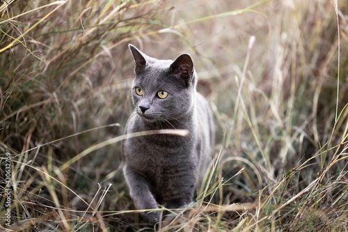 Canvas Print Gray cat walking outdoors in grass nature