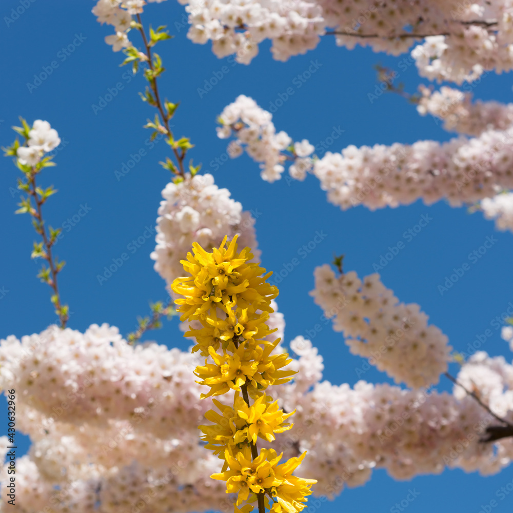 lush light pink cherry and deep yellow forsythia blossoms on a deep blue cloudless sky lush light pink cherry and deep yellow forsythia blossoms on a deep blue cloudless sky