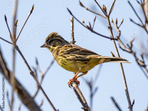 Closeup shot of a black-faced bunting on the tree against blue sky background photo