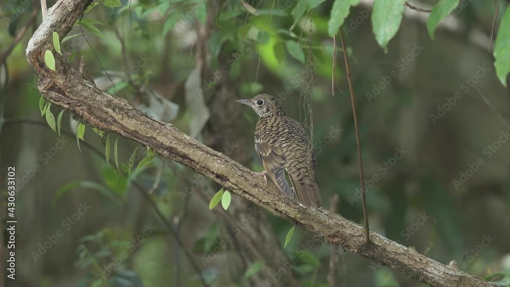 Zoothera dauma (Scaly Thrush) in the forest. Zoothera dauma (Scaly Thrush) in the forest.