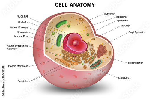 Cell cross section structure detailed colorful anatomy isolated on white background. vector illustration..