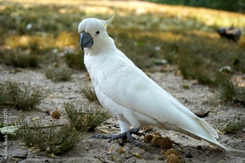 A  sulphur-crested cockatoo  Cacatua galerita  at Audley  NSW.