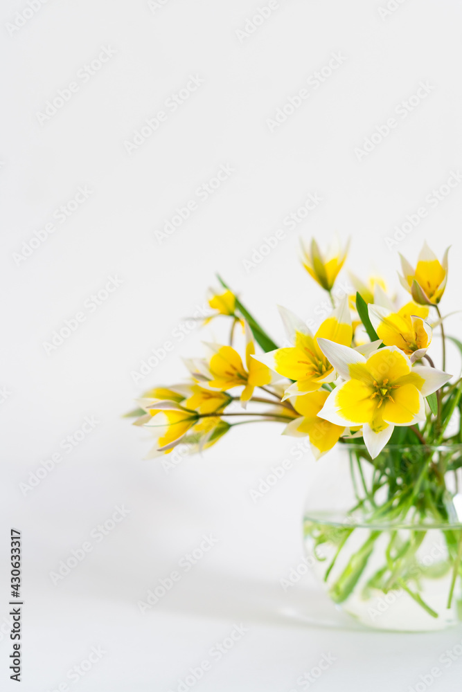 white-yellow flowers in glass vase on light table on white background. Mock up banner with bouquet flower with copy space. springtime concept