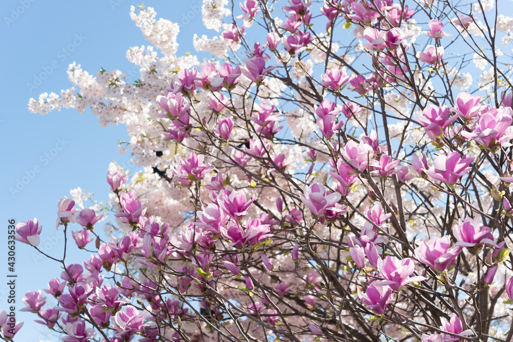 pink magnolia blossoms against light pink cherry blossoms in spring