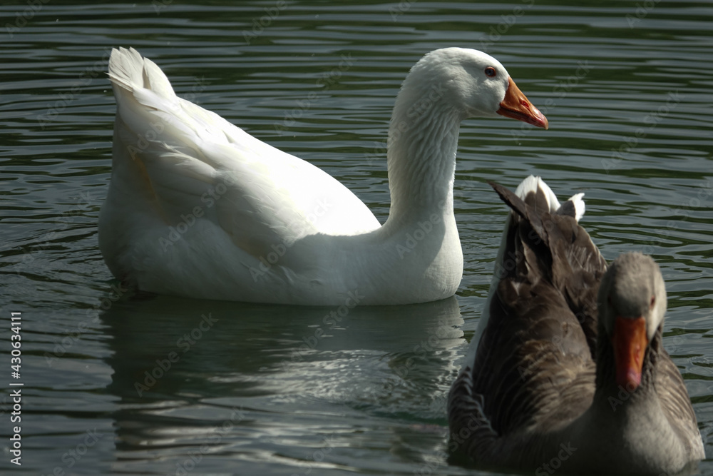 Obraz premium Duck swims in the pond 