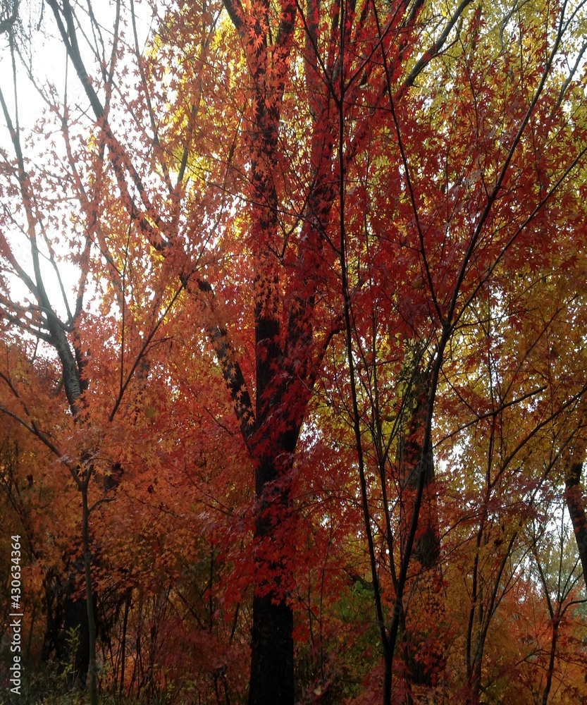 Beautiful view of the autumn trees and the sky
