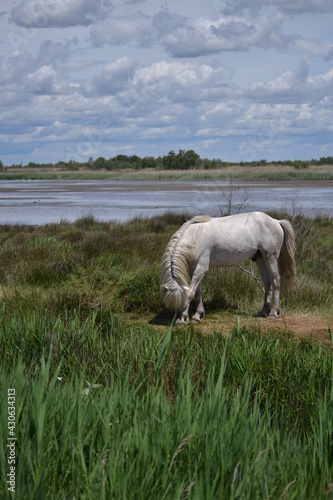 white horse in the field