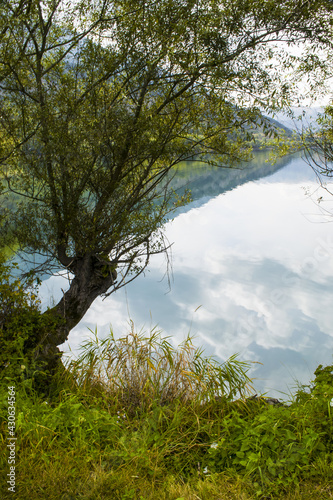 trees on the lake