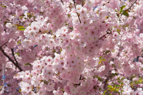 prunus  Kanzan  or flowering cherry cultivar  or deep-pink double flowers - sun drenched blossoms