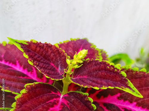 Konstfotografi coleus leaf growing with coleus flower isolated on white background, commonly known as Solenostemon