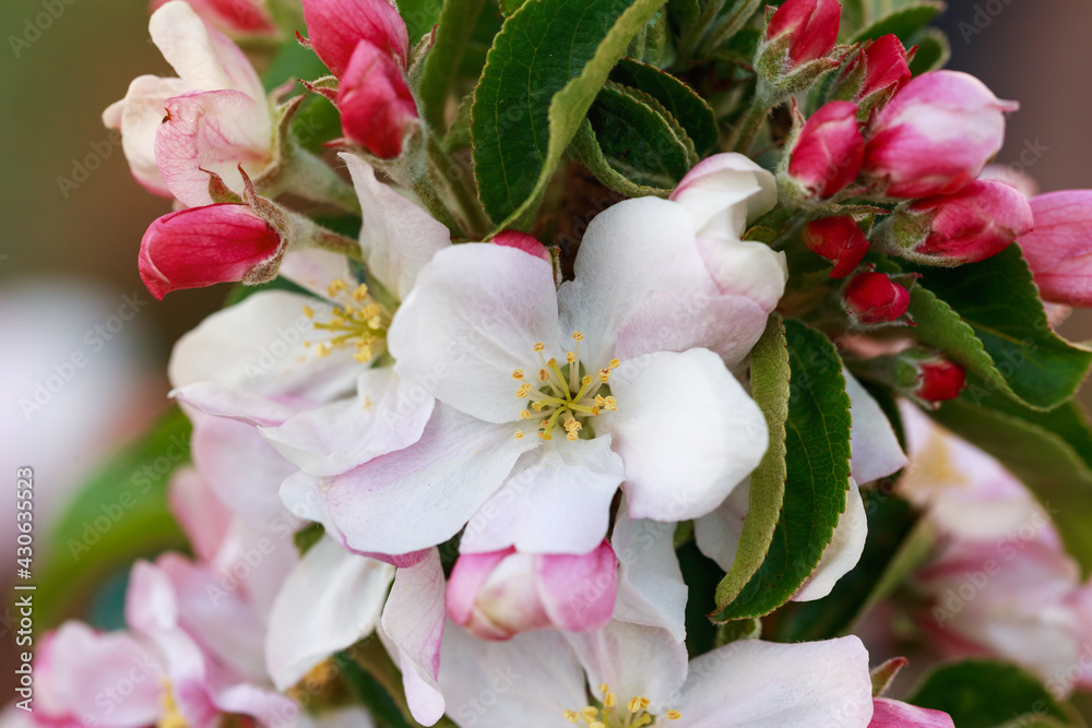 Obraz premium beautiful Pale pink apple tree flowers in spring garden