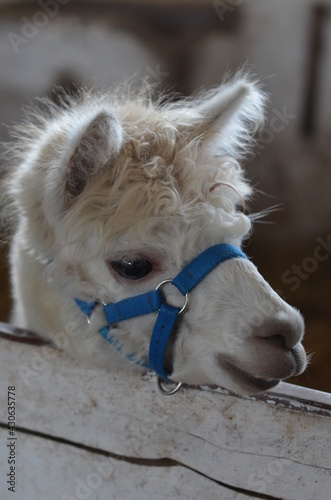 cheval, zwierzak, farma, biała, glow, ssak, charakter, kuc, lama, braun, portret, osioł, alpaka, koni, źrebak, pola, grzywa, dzika, cheval, ogier, zima, domowych, zwierzak, gras, komiczny