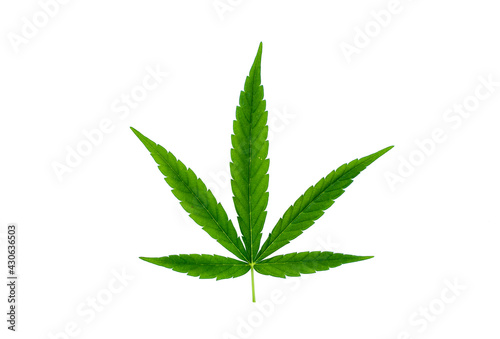 Marijuana or cannabis leaves isolated on white background