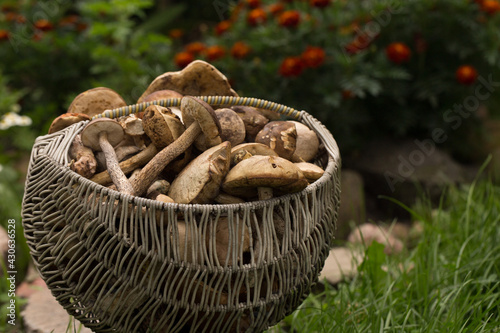 Harvesting forest mushrooms from ecologically clean places
