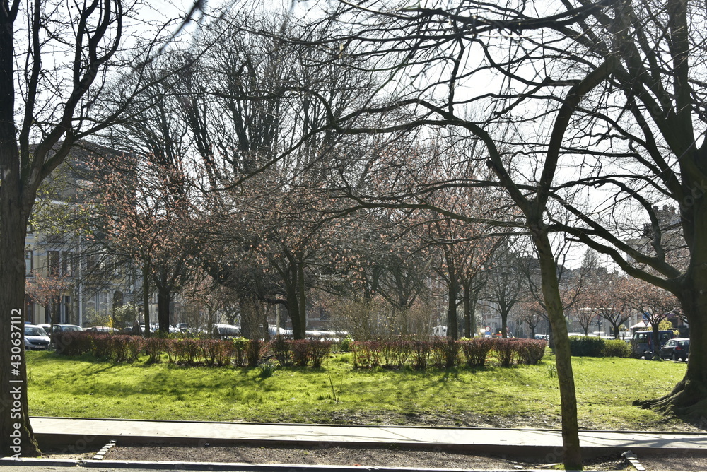 Les arbres du square Riga sous un ciel de printemps ,à Schaerbeek
