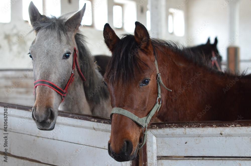 Fototapeta premium Koń , Konie , Klacz , konik , Polski koń , Koń cheval, zwierzak, farma, glow, cheval, biała, charakter, koni, braun, ssak, portret, ogier, kuc, grzywa, jeździec, zwierzak, klacz , ogier
