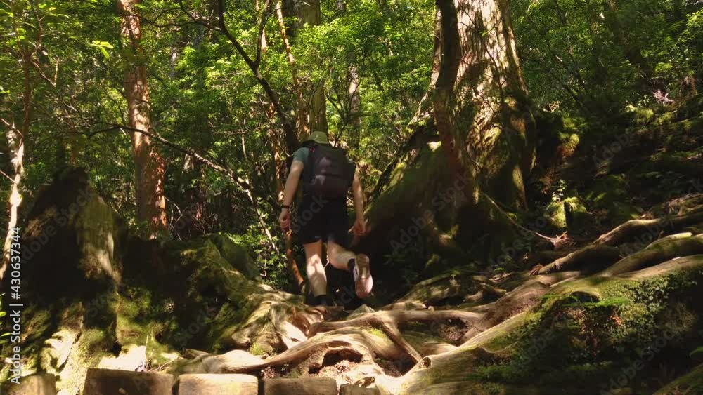 Man Walking Into Mononoke Forest on Yakushima Island, Japan. Slow Motion Hiking Man Walking Into Mononoke Forest on Yakushima Island, Japan. Slow Motion Hiking