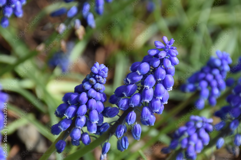 blue hyacinth blue hyacinth
