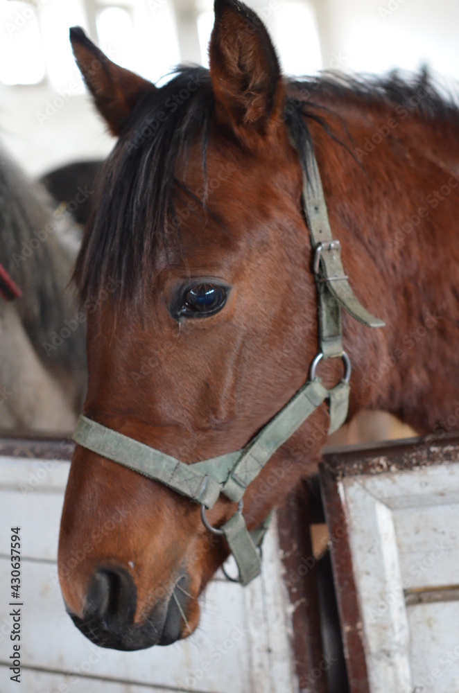 Koń , Konie  , Klacz  , konik , Polski  koń , Koń cheval, zwierzak, farma, glow, cheval, biała, charakter, koni, braun, ssak, portret, ogier, kuc, grzywa, jeździec, zwierzak, klacz , ogier