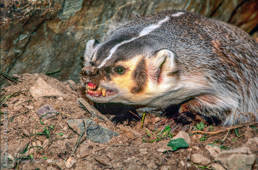 North American Badger in the Wild
