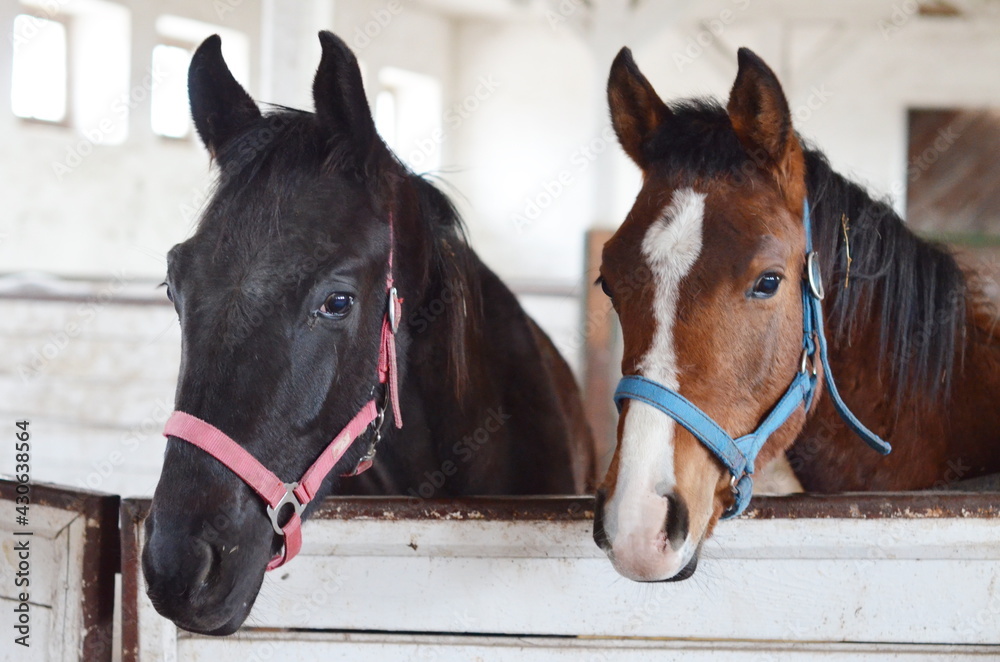 Obraz premium Koń , Konie , Klacz , konik , Polski koń , Koń cheval, zwierzak, farma, glow, cheval, biała, charakter, koni, braun, ssak, portret, ogier, kuc, grzywa, jeździec, zwierzak, klacz , ogier