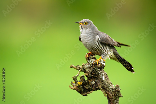 Common cuckoo sitting on tree in summer with copy space
