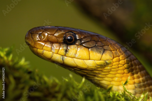 Portrait of aesculapian snake looking in summer nature