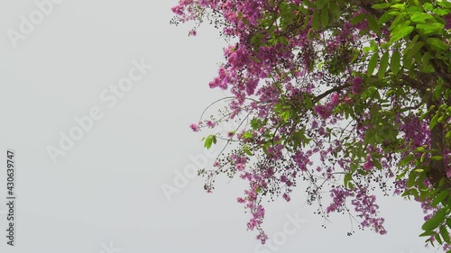 pink lagerstroemia speciosa flower
