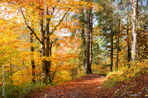 forest track inmidst autumnal colorful leaves, german landscape © SusaZoom