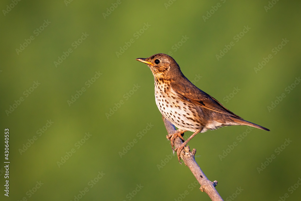 Song thrush sitting on bough in sunny nature with copy space Song thrush sitting on bough in sunny nature with copy space