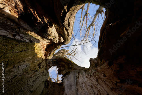 Poplar tree (Serotina de selys populus). Old monumental tree trunk from the inside. Up view. Europe.